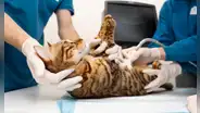 Mujer ve morir a su gato mientras ayuda en la operación por falta de personal y la clínica le exige pagar cirugía
