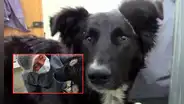 Jackson, el perro que salvó a su dueña de ser apuñalada por su expareja: sufrió heridas graves por defenderla