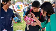 Patatón 2025: el festival de animales rescatados que busca recolectar 10 toneladas de comida para refugios de todo el país: ¿cómo participar?