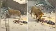 ¿Leones sueltos en una construcción? La verdad detrás del video viral con 10 millones de vistas en TikTok