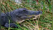Caimán mata a mujer en Florida con letal 'giro de la muerte' durante paseo en canoa con su esposo: no quedaron rastros