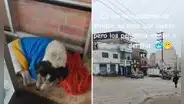 Peruana acoge a perritos callejeros en su tienda en Ventanilla y usuarios resaltan su noble acción: "Dios bendiga tu negocio"