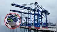 Megapuerto de Chancay: primeros arándanos peruanos de temporada llegaron en menos de 30 días a China