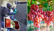 Perú conquista el mercado mundial de frutas: es uno de los 10 principales exportadores, según plataforma Fluctuante
