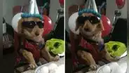 “Solo estamos tú y yo”: Adulto mayor recita emotivo poema a su perrito en un tierno cumpleaños