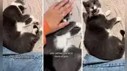 Joven pensó que su gato había muerto: estaba durmiendo y se enojó con su dueña por despertarlo
