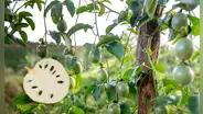 ¿Para qué sirven las hojas de guanábana? Descubre los usos populares de esta planta medicinal