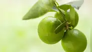 Las hojas de limón se posicionan como alternativa natural para aliviar dolencias comunes