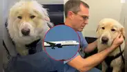 Piloto de aerolínea en EE. UU. desvió su vuelo con más de 180 pasajeros para salvar a un perrito y conmueve en redes: "Toda vida importa"