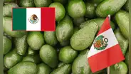 Productores mexicanos se muestran preocupados por la caída del aguacate en EE. UU. y la posición de la palta peruana en Europa: “Llega hasta España”