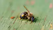Los productos químicos para la agricultura están acabando con las abejas, según científicos