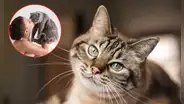 ¿Cómo elige un gato a su persona favorita? Claves para entender su comportamiento y señales de afecto
