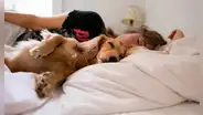 ¿Es malo dormir con tu perro en la cama? Estudios indican las ventajas y problemas de descansar con tu mascota