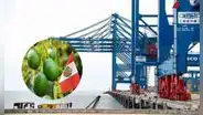 Megapuerto de Chancay: la palta se convierte en el producto de mayor exportación al mundo y China en el principal destino