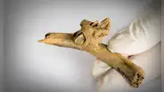 Impactante hallazgo de violencia prehistórica en España: encuentran una flecha clavada en costilla humana hace 4.000 años