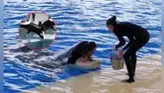¿Por qué las orcas ofrecen alimentos a los humanos como si fueran de su manada? Estudio científico ofrece nuevos hallazgos