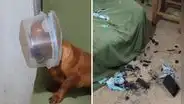 Mascota causa desastre en su casa y termina con un táper en la cabeza: “Lista para ir a la Luna”