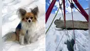 Un chihuahua ayuda a salvar la vida de su dueño tras caer en un glaciar en Suiza a más de 2.400 metros de altura