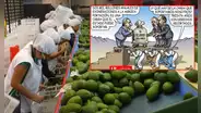 Beneficios de la Ley Chlimper 2.0: Carlincatura expone cómo las agroexportadoras celebran mientras el Estado pierde millones de soles