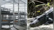 Inmigrantes detenidos en el centro 'Alligator Alcatraz' denuncian trato inhumano : “Hace cuatro días que no me baño”