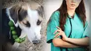 Veterinaria desmiente mito y revela el tratamiento efectivo para enfermedades de perros y gatos: "El limón no sirve"