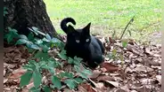 El gato de un científico se fue de cacería y ayudó a descubrir un misterioso virus nunca antes visto