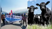 Bloqueo de mineros en Ocoña provoca muerte de reses por falta de agua y alimento