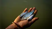 Científicos confirman que los peces sufren de dolor intenso hasta 24 minutos después de ser capturados