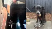 Pareja rescata a perrito de morir en compactador de basura en EEUU: "Si nadie lo encontraba, habría sido su fin"