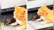Ratoncito conmueve en redes al ‘rogar’ a un gato por su vida: “Tom y Jerry de la vida real”