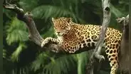 El felino con la mordida más mortal del planeta habita en Latinoamérica y ha sido venerado desde tiempos ancestrales