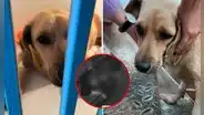 Sujeto ataca brutalmente a un perrito en Chimbote frente a vecinos: cámaras captaron el momento