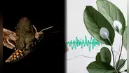 Las plantas “gritan” cuando están enfermas y los animales responden alejándose, según nueva evidencia científica