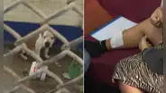 Mujer queda gravemente herida tras ataque de perro pitbull sin bozal ni correa en Santa Anita: "Me tiré al piso para cubrirme la cara"