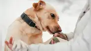 Científicos confirman que los perros pueden oler el Parkinson antes que aparezcan los síntomas y con 98% de precisión