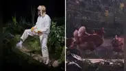 PETA denunció a Bad Bunny por usar gallinas vivas en sus conciertos de Puerto Rico: "Una pesadilla para los animales"