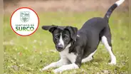 Municipalidad de Surco identifica y formaliza denuncia contra presunto autor de envenenamiento de ocho perros
