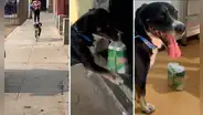 Perrito se vuelve la envidia en redes sociales por saber cómo comprar cervezas: "Me urge uno así"
