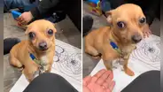 Estadounidense adopta a un perrito chihuahua y se da cuenta que solo le entiende cuando le habla en español