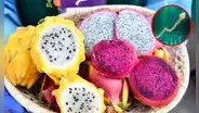 La pitahaya, nuevo producto estrella del Perú: exportaciones en 2025 superan 100 veces las de 2022