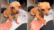 Estadounidense adopta un perro mexicano y descubre que solo obedece en español: ‘eskiusmi’