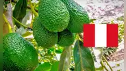 ¡Histórico! Palta peruana rompe récord en exportaciones: aumentó un 32% en comparación al 2024