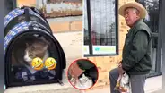 La reacción viral de dos gatos al ser llevados al veterinario de forma diferente: "Odio ser pobre", reaccionó un usuario