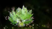 Esta es la "oveja marina", el molusco que vive en el mar, pero se alimenta del sol como una planta: mide menos de 10 milímetros
