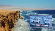 Pescadores asesinan a lobo marino que se quedó enredado en malla de pescar en la Reserva Nacional de Paracas