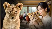 Polémica en China por restaurante que cobra US$150 para abrazar a cachorros de león: "Esto es explotación, no entretenimiento"