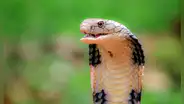 Niño de un año mordió una serpiente en la India y terminó matándola: menor se desmayó y fue llevado al hospital