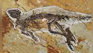 Un nuevo fósil revela que los dinosaurios no rugían como lo imaginábamos, sino que cantaban como los pájaros