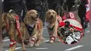 Usuarios reclaman ausencia de la policía canina en desfile de Fiestas Patrias: “Justicia para Chato"