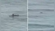 Video capta a surfista en busca de olas del tsunami en Hawái en pleno estado de emergencia en EEUU